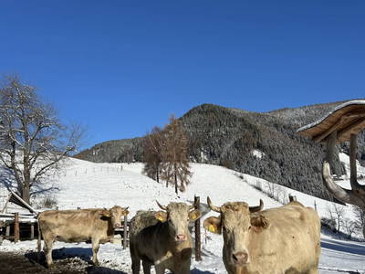 Kärntner Blondvieh Kühe