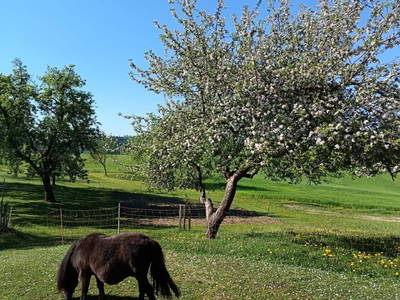 Bild 66 aus  Natur Erlebnishof Aumayr