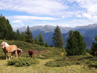 Bild 20 aus  Hanslerhütte