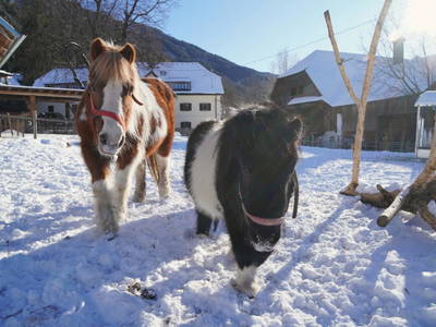 Bild 71 aus  Familienbauernhof Glawischnig-Hofer
