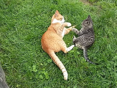 Bild 106 aus  Alpenhof Grafleiten