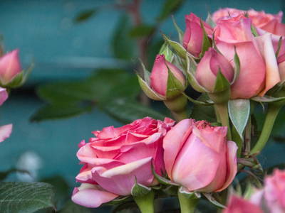 Bild 98 aus  Roiderhof am Irrsee