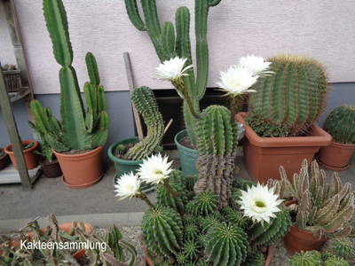 Bild 17 aus  Gästehaus Schlossblick