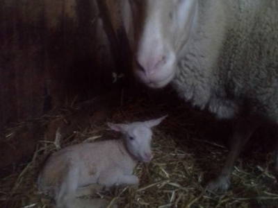 Bild 88 aus  Biohof Schmidbauer