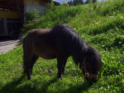 Bild 41 aus  Biobauernhof Leach-Hof