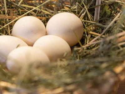 Bild 116 aus  Hartlhof Urlaub am Baby- und Kinderbauernhof