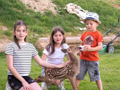 Bild 5 aus  Fuchs und Hase