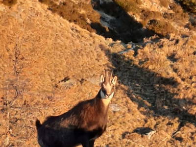 Bild 60 aus  Almhütte Pucher