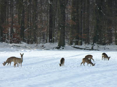 Rehe am Waldrand