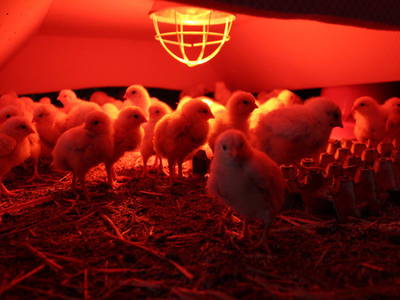 Bild 36 aus  Hirmhof