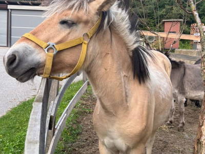 Bild 11 aus  Sachsenbucherhof