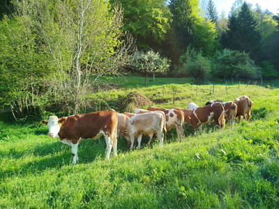 Bild 130 aus Promschhof