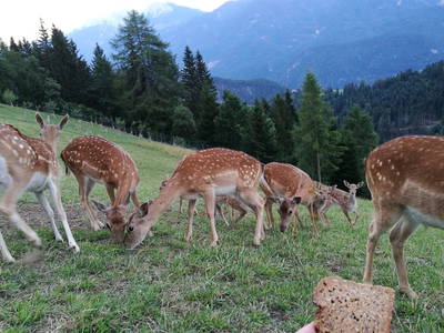 Bild 27 aus  Gladerhof