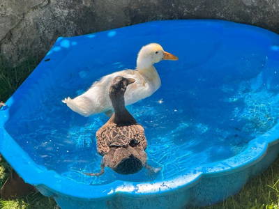 Bild 42 aus  Ferienwohnung Wallner