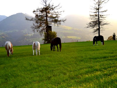 Bild 20 aus Aigner- Holler