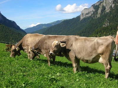 Bild 32 aus  Hof Erath