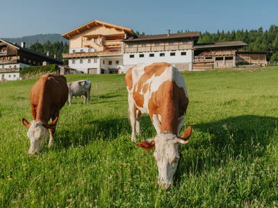 Bild 63 aus  Hattlerhof