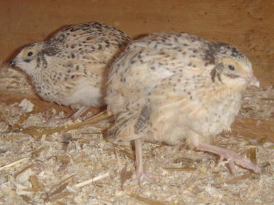 Bild 31 aus  Marteshof