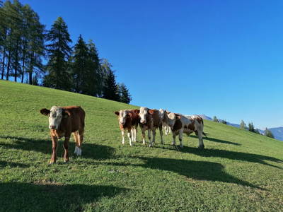 Bild 33 aus  Ferienhaus "Bichlhütte"