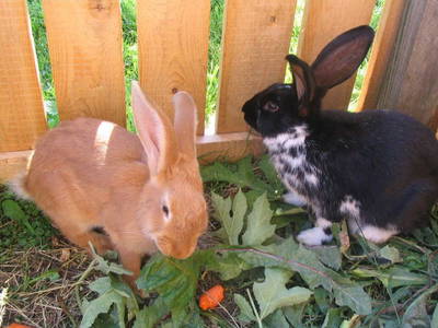 Bild 31 aus  Bio Bauernhof Paulbauer