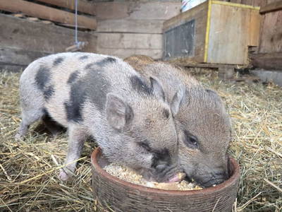 Bild 63 aus  Gregorbauer