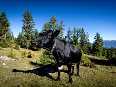 Bild 176 aus  Bischofhütten