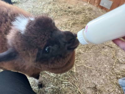 Bild 20 aus  Sweet Home Alpacas