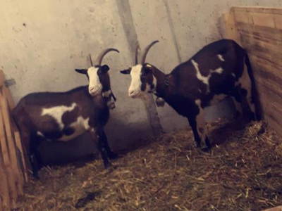 Bild 27 aus  Bauernhof Farnach