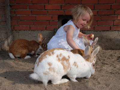 Bild 14 aus  Ferienhof Gröne