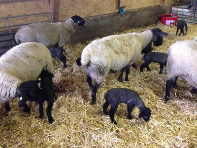 Bild 18 aus  Gästehaus Nassfeld - kleines und persönliches Landhaus