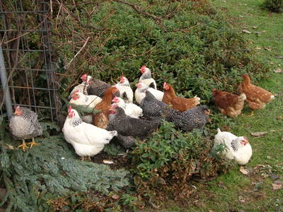 Bild 29 aus  Ferienbauernhof Liebschick