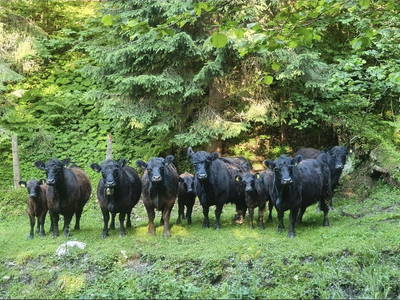 Bild 36 aus  Brennergut