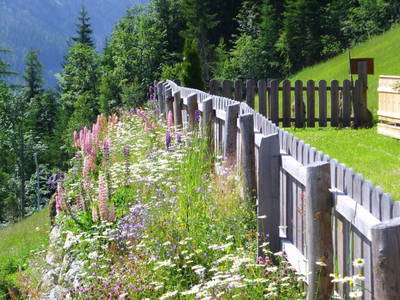 Bild 11 aus  Holzeralm