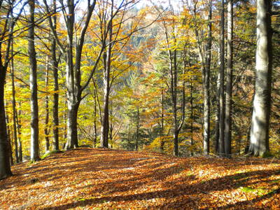 Bild 45 aus  Gästezimmer Weiß