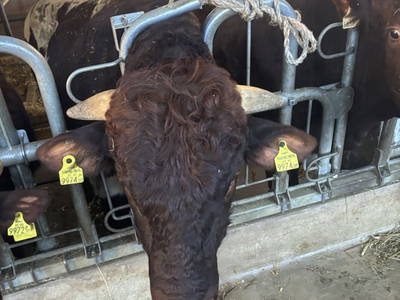 Bild 31 aus  Buchnerhof