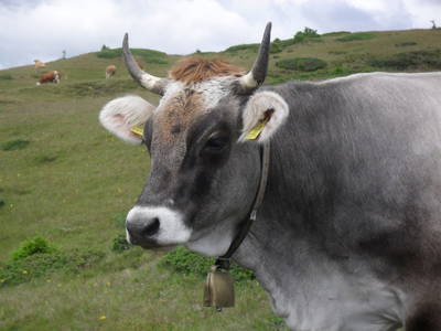 Bild 56 aus  Erbhof Hofer - Haus Pitterl