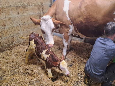 Bild 107 aus  Vierthalerhof