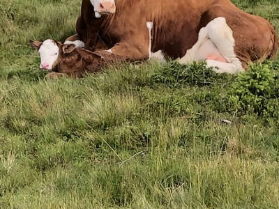 Bild 52 aus  Pirkerhof