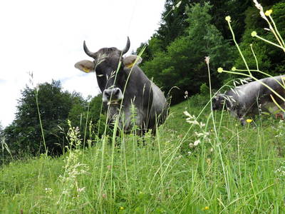 Bild 53 aus  Mühlehof Ennemoser