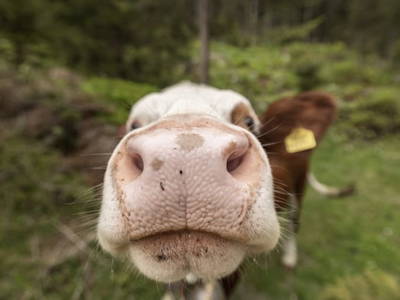 Bild 125 aus  Zillertaler Hofchalets Chalet E