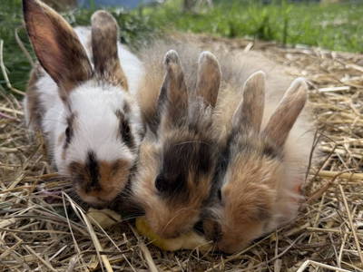 Bild 77 aus  Bio Bauernhof Oberbenk