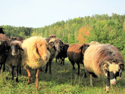 Bild 27 aus  Biobauernhof Peter Anderl Hof