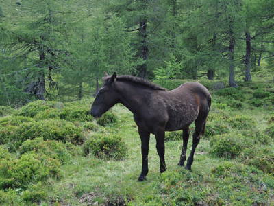 Bild 70 aus  Erlachhof