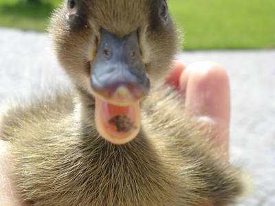 Bild 19 aus  Prentnergut