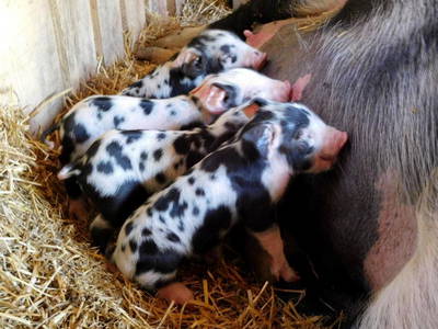 Bild 18 aus  Grosserhütte