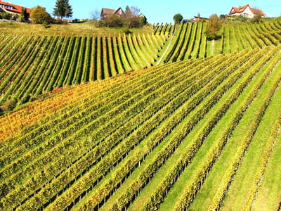 Bild 52 aus  Weingut Stoff