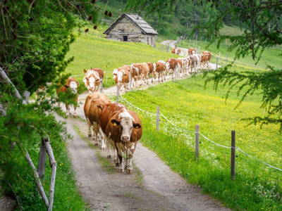 Bild 16 aus  Wansinghütte