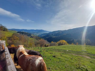 Bild 43 aus  Alm-Ferienhaus Schleinzer