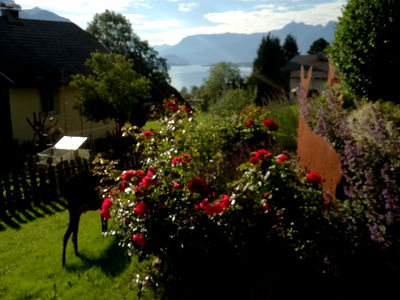 Bild 85 aus Archehof Eislbauer