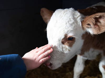 Bild 57 aus  Chalet Steinerner Meerblick